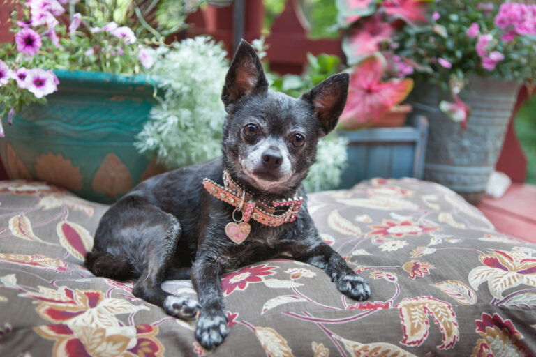 Must-Have Accessories: How to Spoil Your Pooch in Style