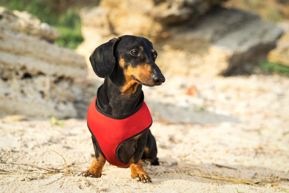 Portrait,Of,A,Cute,Dachshund,Dog,,Black,And,Tan,,Wear