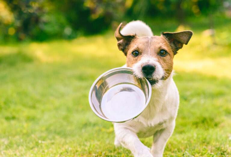 10 Warning Signs Your Dog’s Health Needs Immediate Attention