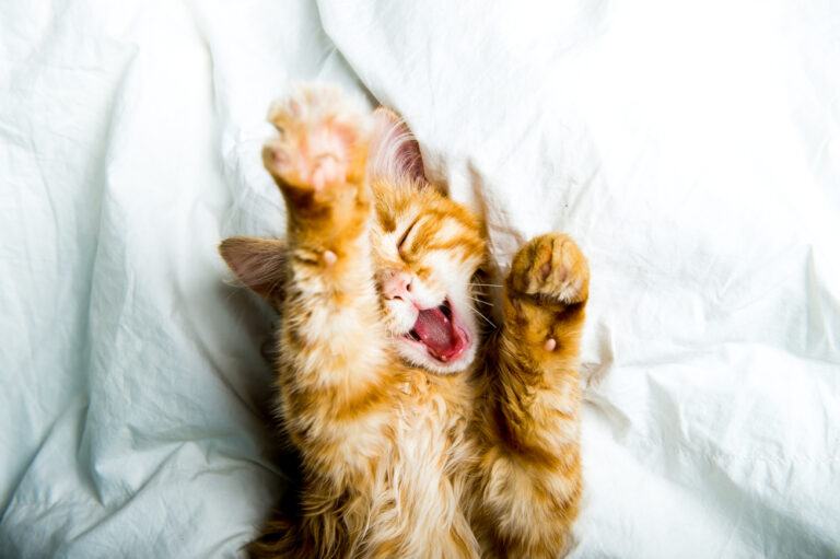 Why Cats Really Sleep So Long