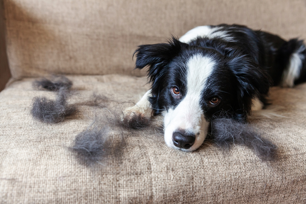 Funny,Portrait,Of,Cute,Puppy,Dog,Border,Collie,With,Fur