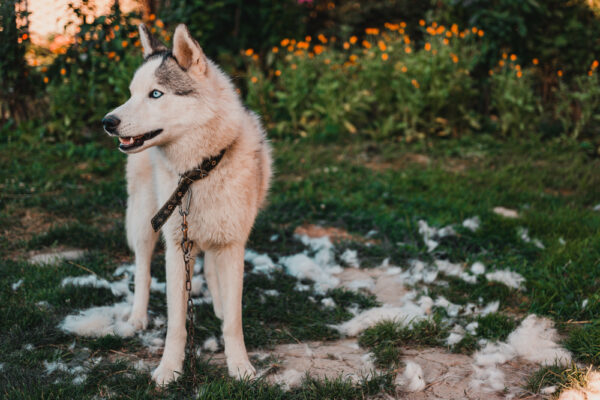 Husky,Sheds,Hair,,Combed,And,Happy,Dog,Resting,On,The