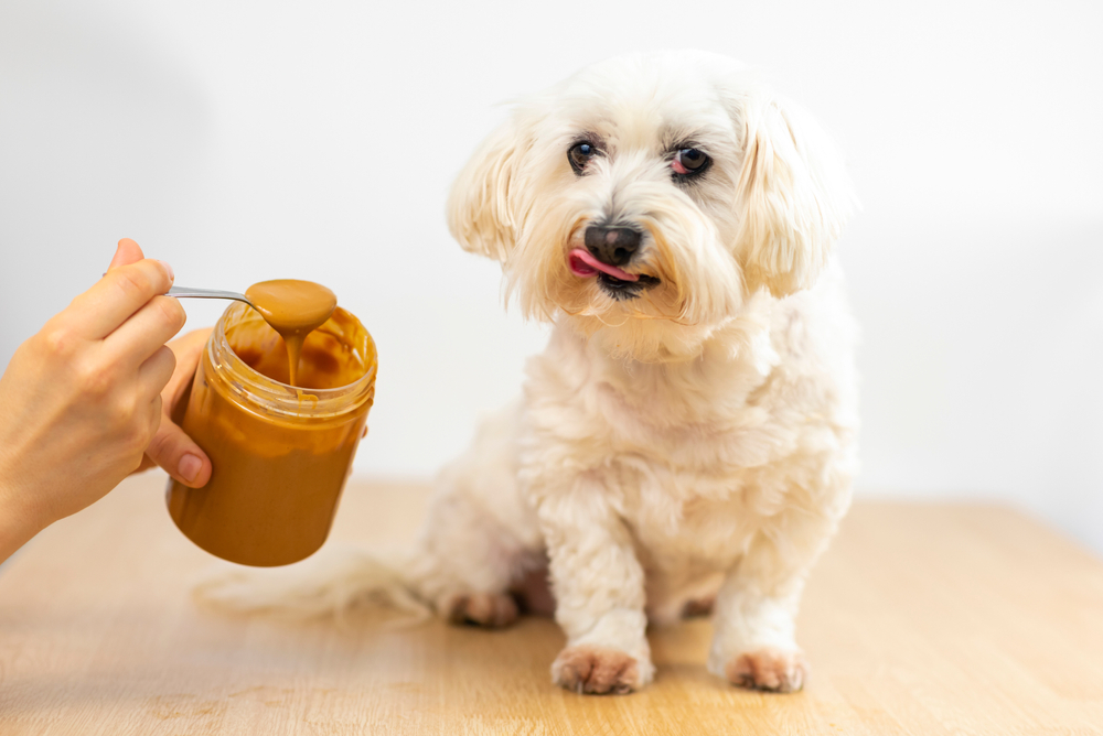 Maltese,Bichon,Eating,Peanut,Butter.