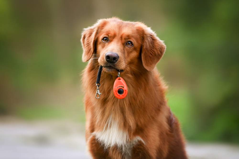 Dog,Holding,A,Clicker,In,Mouth,,Positive,Dogs,Training,Tool,