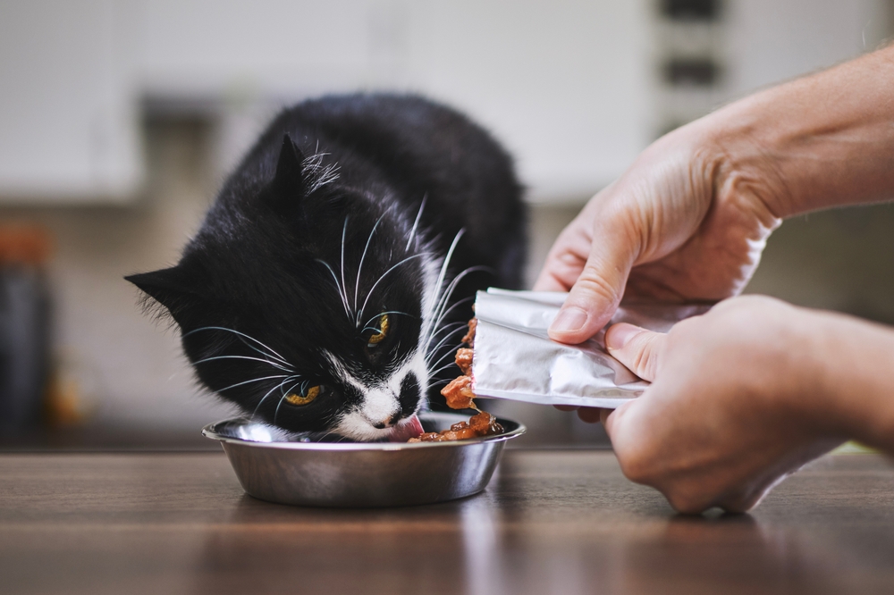 Domestic,Life,With,Pet.,Man,Feeding,His,Hungry,Cat,At