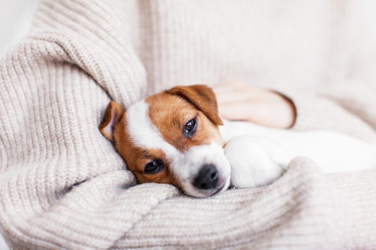15 Signs Your Dog Has an Upset Tummy and What to Do