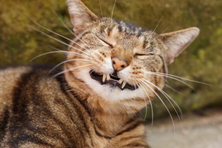 How to Decode Your Cat’s Meows and Purrs