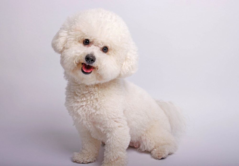 The,Bichon,Frisé,Toy,Dog,Photo-shooting,In,Studio