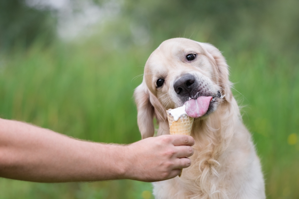 Cute,Golden,Retriever,Eating,Ice,Cream,In,The,Summer,On