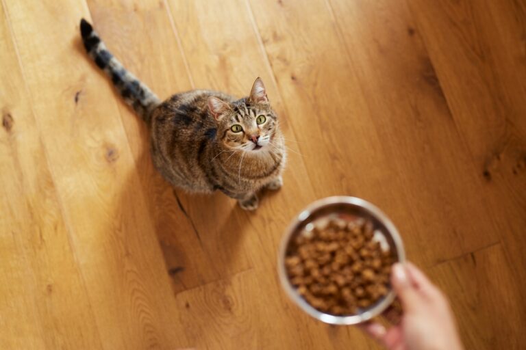 13 Top Tips for Feeding a Cat Who’s a Fussy Eater