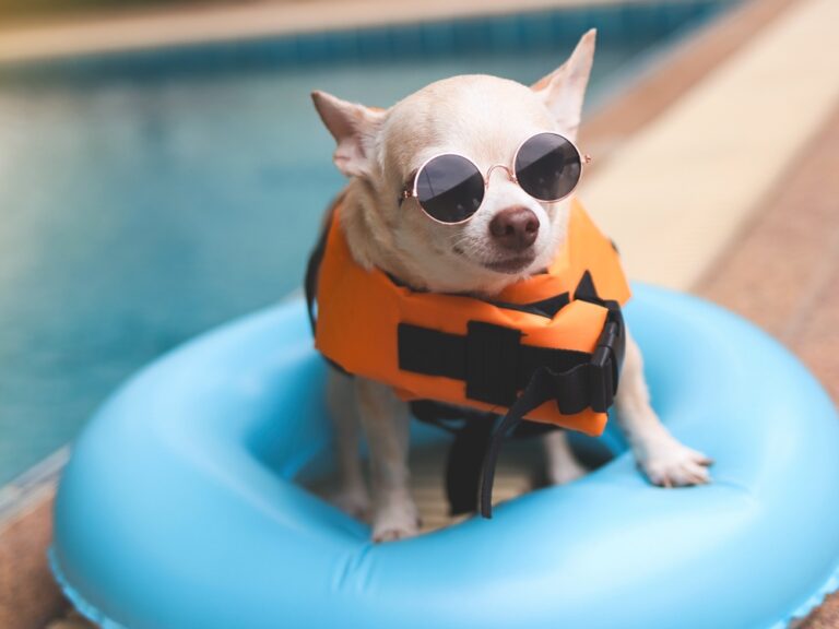 Top Water Safety Tips Every Dog Owner Needs to Know