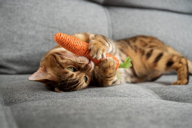 A Guide to Keeping Indoor Cats Happy and Active