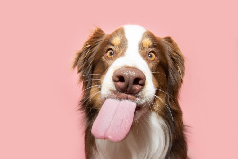 Here’s What Your Dog is Really Saying When They Lick You