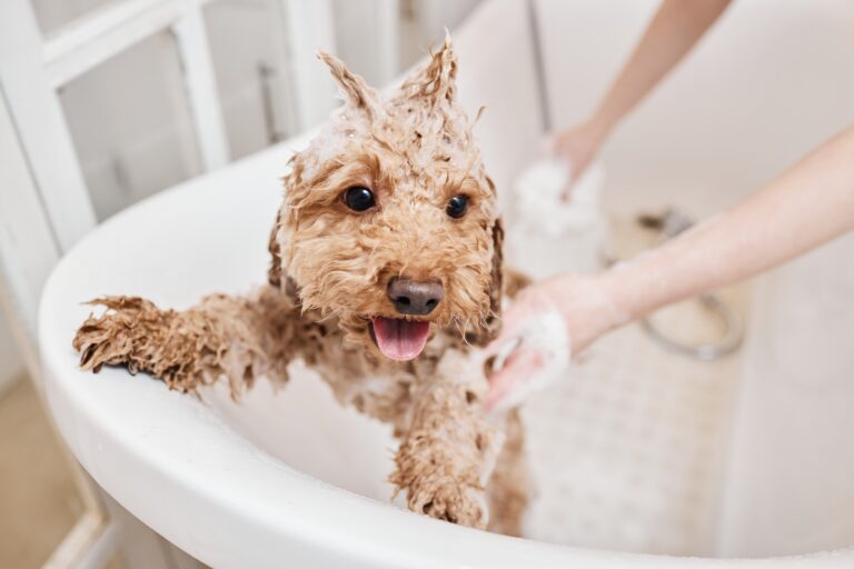 Why You Always Use Pet Shampoo on Your Dog