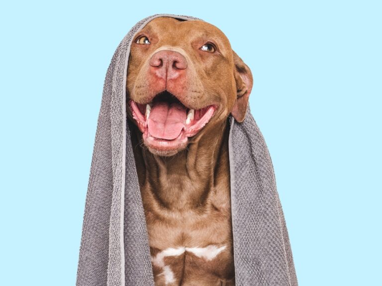 15 Tips to Pamper Your Beloved Pooch