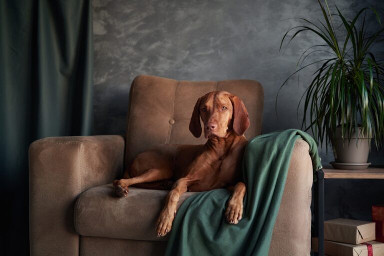 How to Create a Pet-Friendly Home