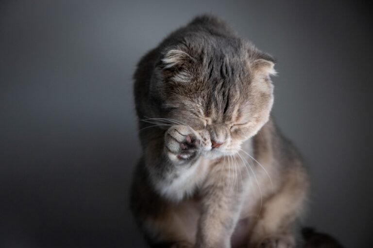 Subtle Signs Your Cat Might Need to Visit the Vet