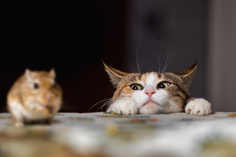 12 Unexpected Things You May Not Realize About Cats
