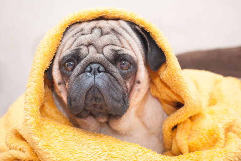 15 Hard Truths Lazy People Need to Know Before Getting a Dog